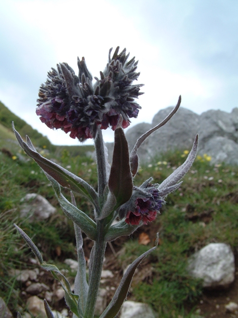 Cynoglossum magellense / Cinoglosso della Majella